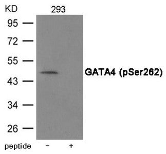 Phospho-GATA4 (Ser262) Antibody