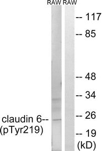 Phospho-CLDN6 (Tyr219) Antibody