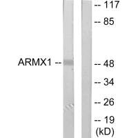 ARMCX1 Antibody