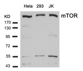 MTOR (Ab-2448) Antibody
