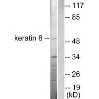 KRT8 Antibody
