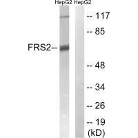 FRS2 (Ab-196) Antibody