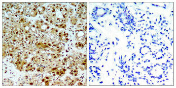 HSP90AB1 (Ab-254) Antibody