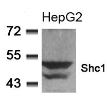 SHC1 (Ab-349) Antibody