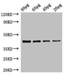 egfra Antibody