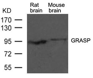 Gripap1 Antibody