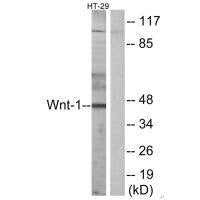 WNT1 Antibody