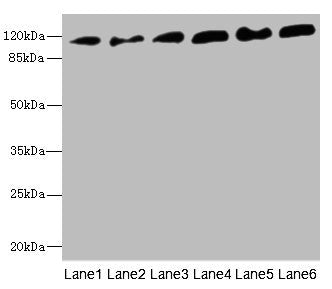 PCDH1 Antibody