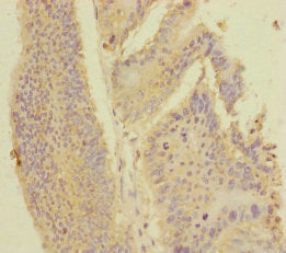 PDE6A Antibody