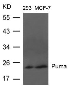 BBC3 Antibody