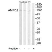 AMPD2 Antibody