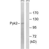 PTK2B (Ab-579) Antibody