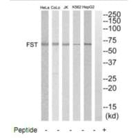 FST Antibody
