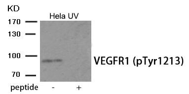 Phospho-FLT1 (Tyr1213) Antibody