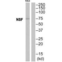 NSF Antibody