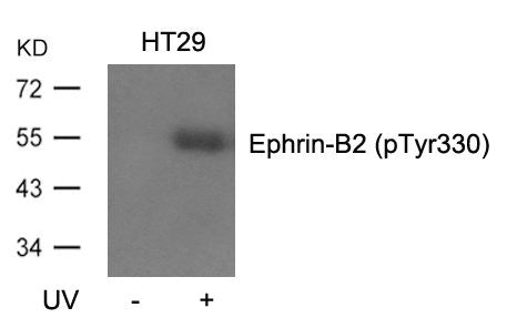 Phospho-EFNB2 (Tyr330) Antibody