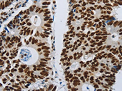 SLC16A14 Antibody