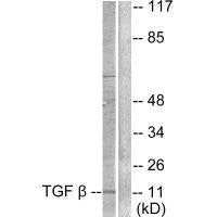 TGFB3 Antibody