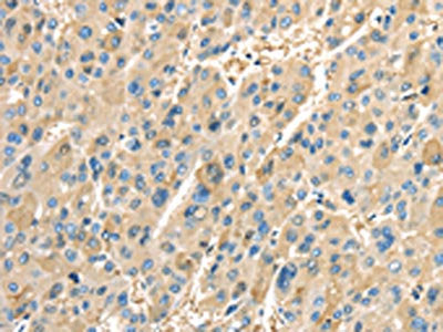 PTGS2 Antibody