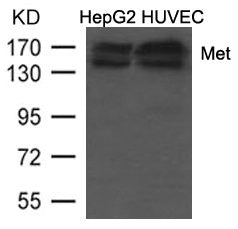 MET (Ab-1234/1235) Antibody