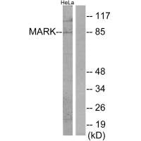 MARK1 Antibody