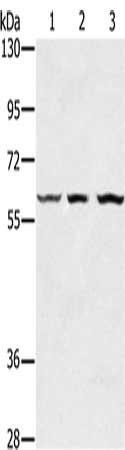OXSR1 Antibody