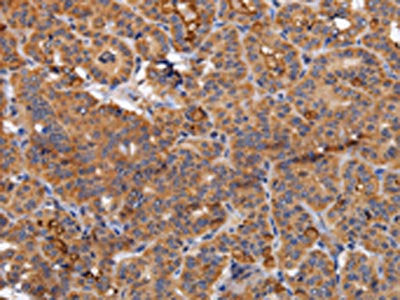 NDUFA1 Antibody