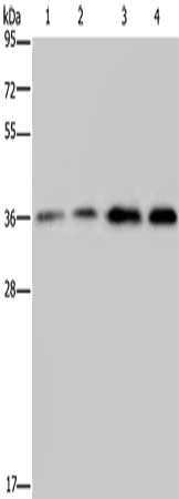 OCIAD1 Antibody