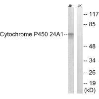 CYP24A1 Antibody