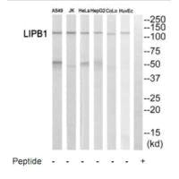 LIPB1 Antibody