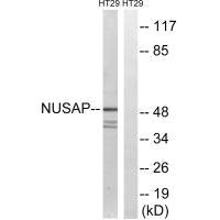 NUSAP1 Antibody