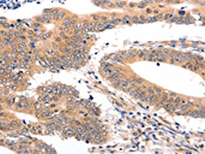SEMA3G Antibody