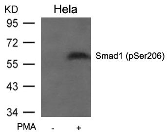 Phospho-SMAD1 (Ser206) Antibody