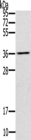 UBXN2A Antibody