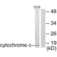 CYCS Antibody