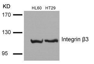 ITGB3 (Ab-785) Antibody