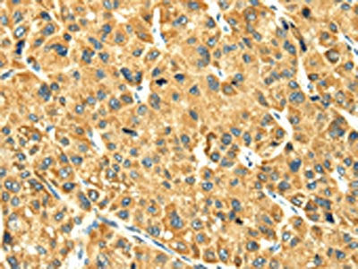 RAB2A Antibody