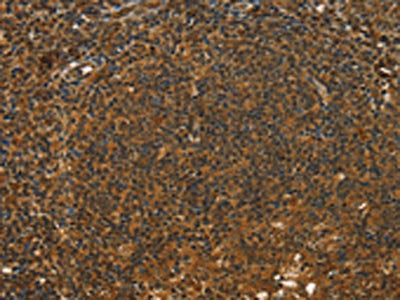 STAR Antibody