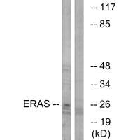 ERAS Antibody
