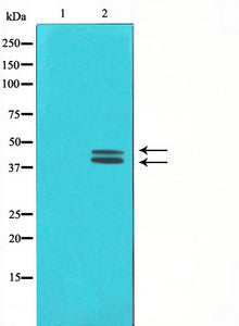 MAPK3/MAPK1 Antibody