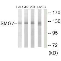 SMG7 Antibody