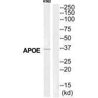 APOE Antibody