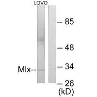 MLX Antibody
