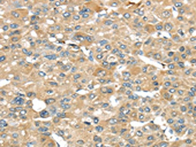 SRP54 Antibody