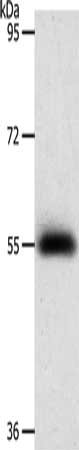 PRKAA1 Antibody