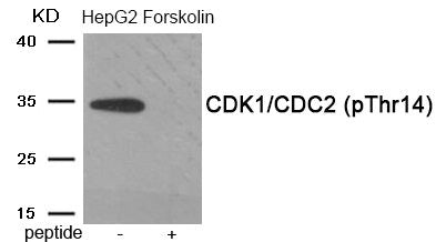 Phospho-CDK2 (Thr14) Antibody