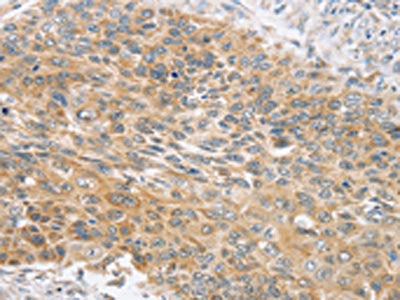 SNX4 Antibody
