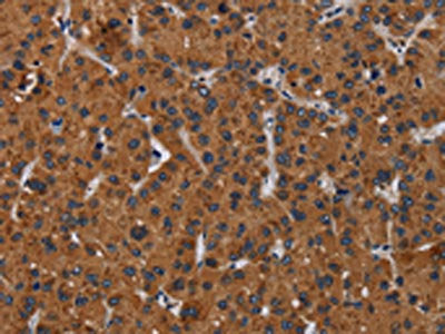 KLK8 Antibody