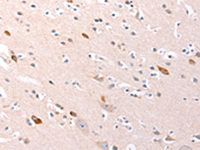 RALA Antibody