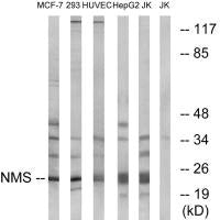 NMS Antibody